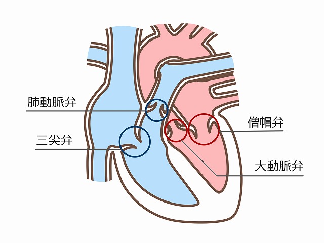 4つの心臓弁