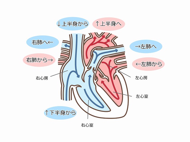 心臓弁膜症とは